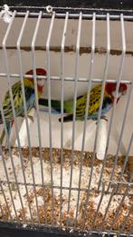 Rosella, Dieren en Toebehoren, Vogels | Parkieten en Papegaaien, Meerdere dieren, Parkiet