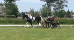 Groom gezocht voor vaste tijden in de week., Diensten en Vakmensen, Dieren | Paarden | Verzorging, Oppas en Les