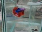 Betta splendens super delta kempvis man, Vis, Zoetwatervis