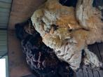 Schapenwol, Dieren en Toebehoren, Schapen, Geiten en Varkens, Meerdere dieren, Schaap