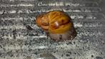 Archachatina marginata ovum XXL 1-3cm, Dieren en Toebehoren, Reptielen en Amfibieën, Overige soorten, Tam, 0 tot 2 jaar