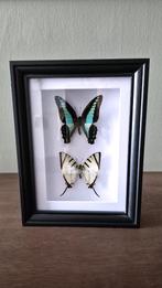 Duo vlinders in houten lijst | Opgezette vlinder, Verzamelen, Dierenverzamelingen, Ophalen of Verzenden, Nieuw, Insect, Opgezet dier