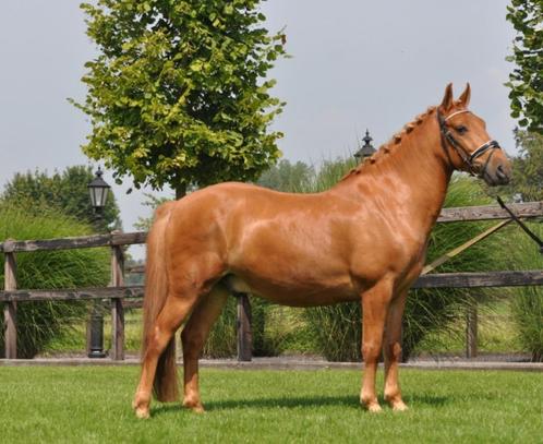 7 jarige topbrave D pony, Dieren en Toebehoren, Pony's, Ruin, B, D pony (1.37m tot 1.48m), Dressuurpony, 7 tot 10 jaar, Gechipt