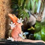 Wimpergekko vrouwen, Dieren en Toebehoren, Hagedis, 0 tot 2 jaar