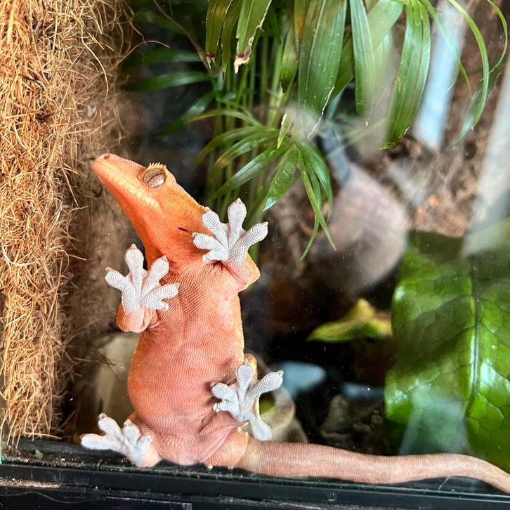 Wimpergekko vrouwen, Dieren en Toebehoren, Reptielen en Amfibieën, Hagedis, 0 tot 2 jaar