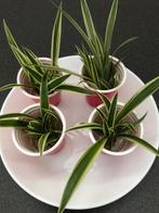 Stekjes graslelie-plant, Ophalen, Overige soorten, Minder dan 100 cm