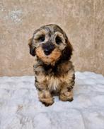 Prachtige teckel x poedel pups, Dieren en Toebehoren, Honden | Chihuahua's en Gezelschapshonden, Nederland, Overige rassen, CDV (hondenziekte)