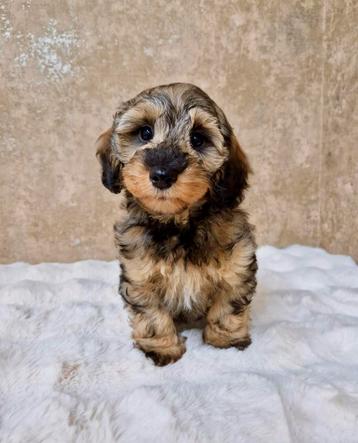 Prachtige teckel x poedel pups beschikbaar voor biedingen
