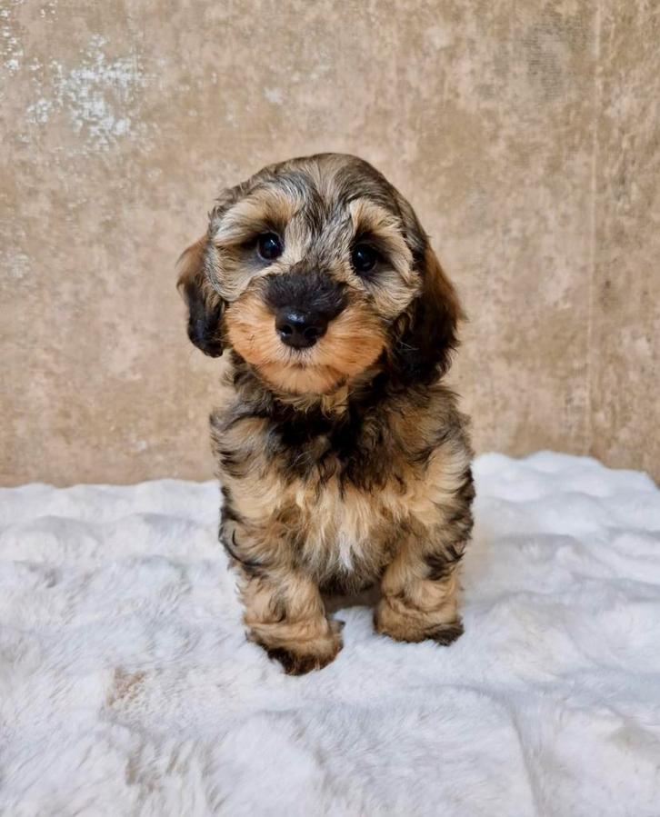Prachtige teckel x poedel pups, Dieren en Toebehoren, Honden | Chihuahua's en Gezelschapshonden, Meerdere dieren, Overige rassen