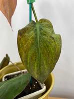 Philodendron Micans Mint Variegata #2, Ophalen of Verzenden, Halfschaduw, Minder dan 100 cm
