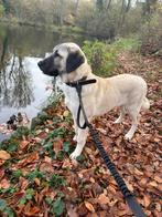 Lieve kangal teefje (pup) zoekt een rustig en warm huis, Dieren en Toebehoren, Honden | Herdershonden en Veedrijvers, 15 weken tot 1 jaar