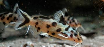 Synodontis Polli White Zambia 2.5cm Tanganyika Cichliden beschikbaar voor biedingen