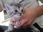 Half britse Kittens gereserveerd (niet ontvlooit/ingeent), Dieren en Toebehoren, Katten en Kittens | Raskatten | Korthaar