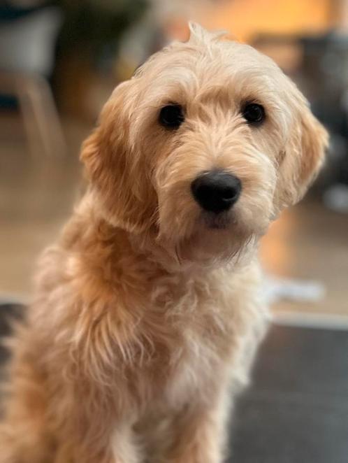 Oppas gezocht in ingeving Bunnik, Dieren en Toebehoren, Honden | Retrievers, Spaniëls en Waterhonden, Reu, Overige rassen, Particulier
