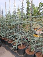 blauwe atlasceder Cedrus libani Glauca van 2 meter in pot, Tuin en Terras, Planten | Bomen, Ophalen, In pot, Volle zon, Overige soorten
