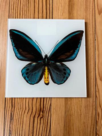 Dumas vlinderlijst - Heiko Hellwig Butterfly beschikbaar voor biedingen