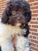 Super knappe Maltipoo puos in de kleur choco/wit, Poedel, Nederland, CDV (hondenziekte), 8 tot 15 weken