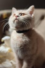 Crème Britse Korthaar katertjes met stamboom beschikbaar, Dieren en Toebehoren, Kater, Gechipt, 0 tot 2 jaar