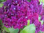 Laagblijvende rijkbloeiende boerenhortensia hortensia, Ophalen, Hortensia, Haag, Minder dan 100 cm