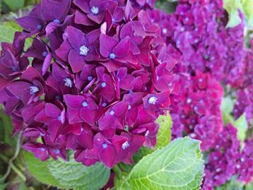 Laagblijvende rijkbloeiende boerenhortensia hortensia beschikbaar voor biedingen