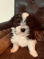 Boomer pups te koop – Maltezer x Shih Tzu, Dieren en Toebehoren, Honden | Chihuahua's en Gezelschapshonden, Overige rassen, Meerdere