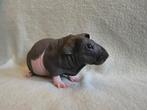 Skinny cavia beertje., Cavia, Mannelijk, Juli, Tam