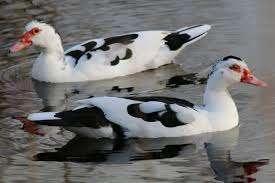 Volwassen Muskus eenden, Doksa en Doksi echte boerendoksen., Dieren en Toebehoren, Vogels | Overige Vogels, Wildzangvogel, Meerdere dieren