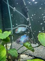 Kweek koppel blauwe acara, Vis, Zoetwatervis