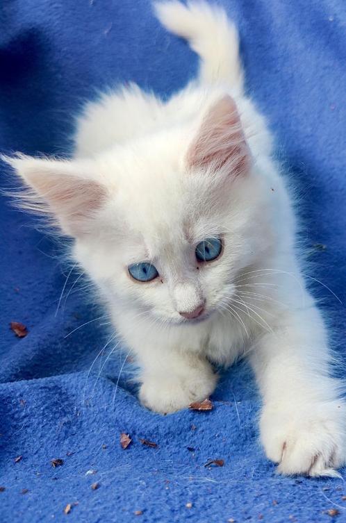 Supermooi wit langharig katertje, Dieren en Toebehoren, Katten en Kittens | Overige Katten, Langharig, Kater, 0 tot 2 jaar