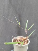 Hoya insularis, Overige soorten, In pot, Minder dan 100 cm, Bloeiende kamerplant
