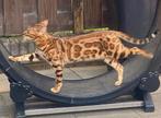 Volbloed bengaalse (ras)katten, Meerdere dieren, Gechipt