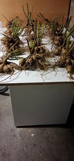 Prachtige partij dahlia knollen, Tuin en Terras, Bloembollen en Zaden, Ophalen of Verzenden, Gehele jaar, Volle zon, Knol