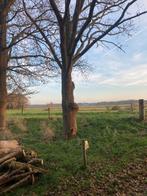 Te koop brandhout, Tuin en Terras, Haardhout, Minder dan 3 m³, Ophalen of Verzenden