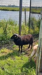 Ouessant schapen | Dekram te leen | Diverse kleuren, Mannelijk, Schaap, 0 tot 2 jaar