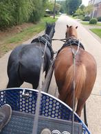 2 span welsh, Dieren en Toebehoren, Pony's, Ruin, C pony (1.27m tot 1.37m), Recreatiepony, Gechipt