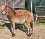 Te koop Haflinger merrie / Fries x Haflinger hengstveulen, Dieren en Toebehoren, Pony's, Meerdere dieren, Recreatiepony, Gechipt