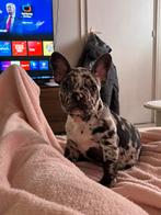 Franse bulldog, 8 tot 15 weken, Bulldog, Meerdere, Meerdere dieren