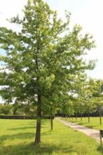 Bomen, 2 soorten eiken (kweek), Tuin en Terras, Planten | Bomen, Overige soorten, Volle zon, Ophalen, 100 tot 250 cm