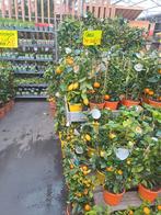 Prachtige Citrusbomen - Van klein tot groot!, Overige soorten, Lente, Minder dan 100 cm, Ophalen