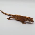 Mooie harlequin wimpergekko / crested gecko 0.0.1 + lineage, Dieren en Toebehoren, Reptielen en Amfibieën, Hagedis, 0 tot 2 jaar