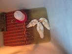 Tekoop mooie witte kwakers, Dieren en Toebehoren, Pluimvee, Meerdere dieren, Eend
