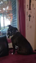 Lieve Amerikaanse Bully XL, Dieren en Toebehoren, Honden | Bulldogs, Pinschers en Molossers, Rabiës (hondsdolheid), 1 tot 2 jaar