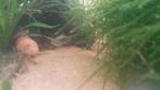 Platy's en guppy's te koop, Vis