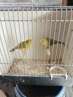 Gezocht kanaries, Meerdere dieren