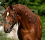 Te koop stoere 7-jarige E-pony, Dieren en Toebehoren, Gechipt, Minder dan 160 cm, B, Ruin