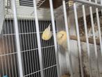 Jonge kanaries, Dieren en Toebehoren, Vogels | Kanaries, Meerdere dieren, Kleurkanarie