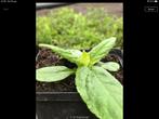 Aardpeer 'Weisse Truffel' (Helianthus tuberoses) plantjes, Tuin en Terras, Ophalen of Verzenden, Zomer, Volle zon