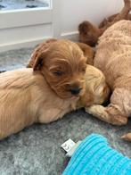 Australian Labradoodle pups, Dieren en Toebehoren, Rabiës (hondsdolheid), Overige rassen, 8 tot 15 weken, Meerdere
