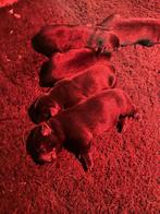 Sheprador pups - Labrador X Duitse herder, Dieren en Toebehoren, België, Particulier, CDV (hondenziekte), 8 tot 15 weken