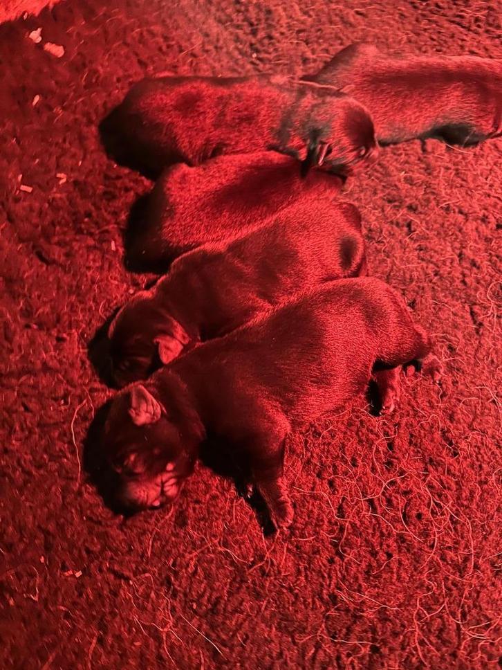 Sheprador pups - Labrador X Duitse herder, Dieren en Toebehoren, Honden | Retrievers, Spaniëls en Waterhonden, Meerdere dieren